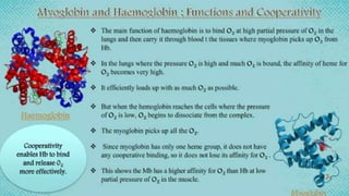 heme and chlorophyll.pptx