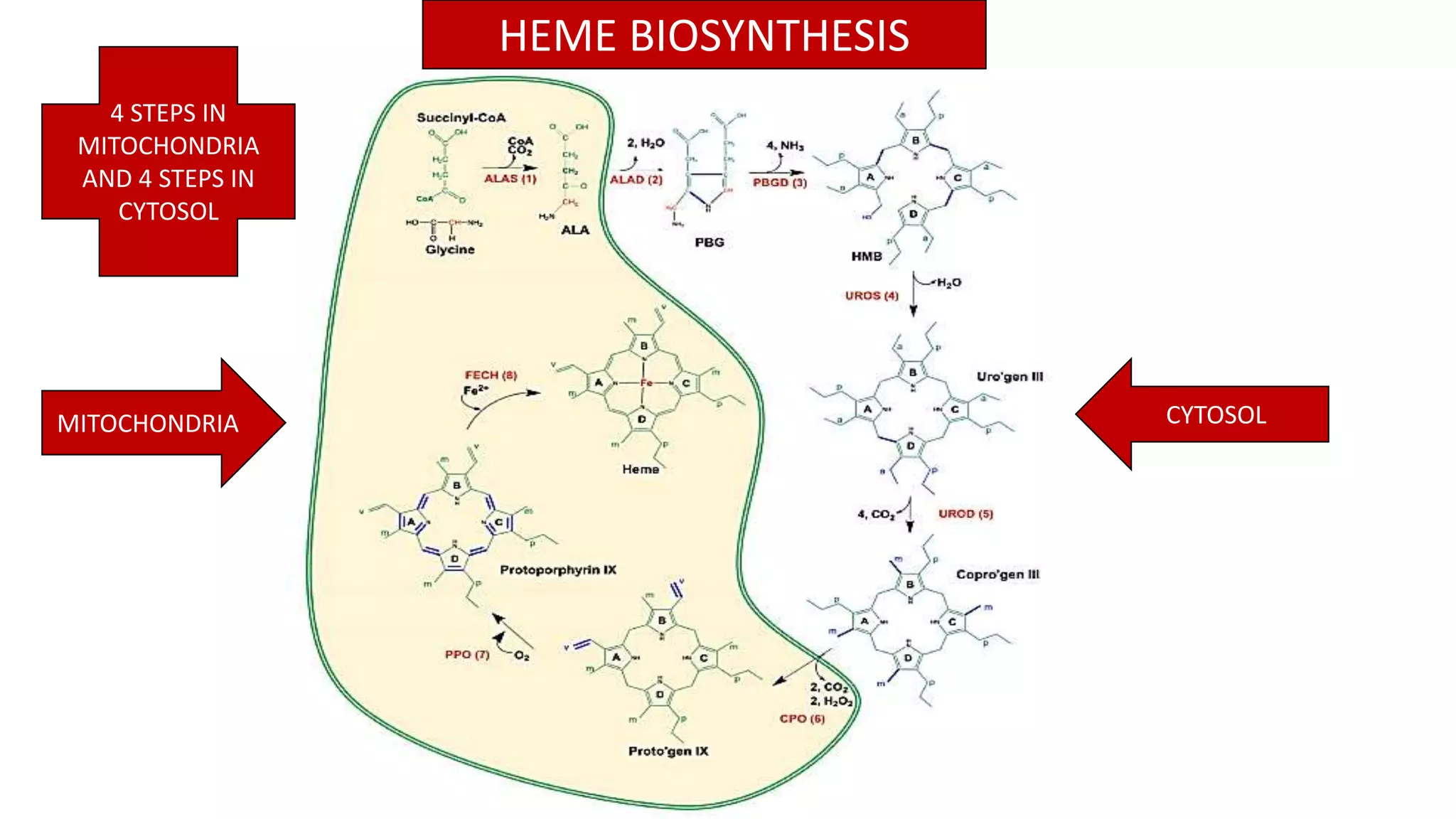 Heme biosynthesis & porphyria | PPTX