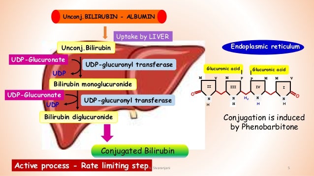 Heme catabolism and jaundice