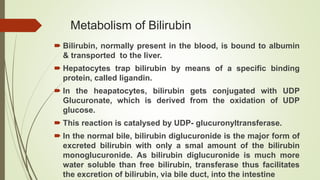 Metabolism of Bilirubin
 Bilirubin, normally present in the blood, is bound to albumin
& transported to the liver.
 Hepatocytes trap bilirubin by means of a specific binding
protein, called ligandin.
 In the heapatocytes, bilirubin gets conjugated with UDP
Glucuronate, which is derived from the oxidation of UDP
glucose.
 This reaction is catalysed by UDP- glucuronyltransferase.
 In the normal bile, bilirubin diglucuronide is the major form of
excreted bilirubin with only a smal amount of the bilirubin
monoglucuronide. As bilirubin diglucuronide is much more
water soluble than free bilirubin, transferase thus facilitates
the excretion of bilirubin, via bile duct, into the intestine
 