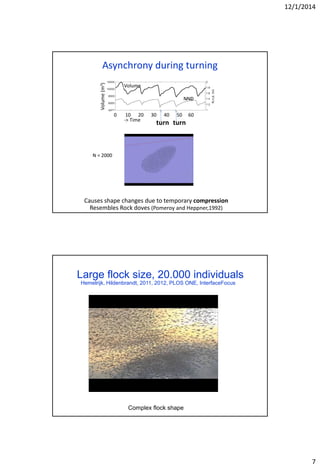 12/1/2014
7
Asynchrony during turning
Causes shape changes due to temporary compression
Resembles Rock doves (Pomeroy and Heppner,1992)
N = 2000
NND
Volume(m3)
Volume
0 10 20 30 40 50 60
-> Time
turn turn
Large flock size, 20.000 individuals
Complex flock shape
Hemelrijk, Hildenbrandt, 2011, 2012, PLOS ONE, InterfaceFocus
 