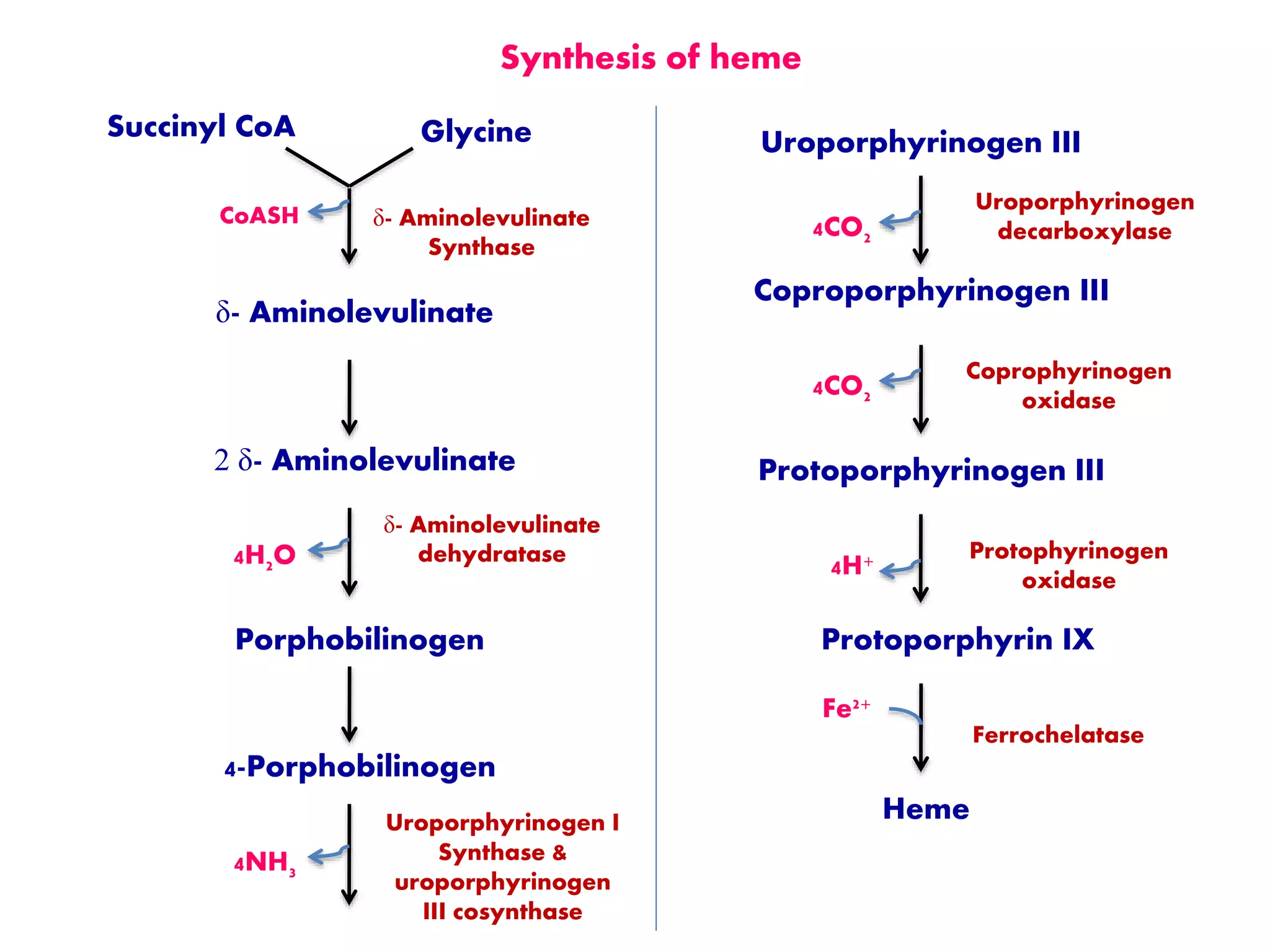 Succinyl CoA Glycine
δ- Aminolevulinate
2 δ- Aminolevulinate
Porphobilinogen
4-Porphobilinogen
Uroporphyrinogen III
Coproporphyrinogen III
Protoporphyrinogen III
Protoporphyrin IX
Heme
δ- Aminolevulinate
Synthase
δ- Aminolevulinate
dehydratase
Uroporphyrinogen I
Synthase &
uroporphyrinogen
III cosynthase
Uroporphyrinogen
decarboxylase
Coprophyrinogen
oxidase
Protophyrinogen
oxidase
Ferrochelatase
Fe2+
4H+
4CO2
4CO2
4NH3
4H2O
CoASH
Synthesis of heme