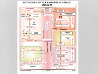 Heme synthesis and degradation | PPTX