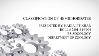 CLASSIFICATION OF HEMICHORDATES
PRESENTED BY: HADIA IFTIKHAR
ROLL # 22011514-004
BS-ZOOOLOGY
DEPARTMENT OF ZOOLOGY
 