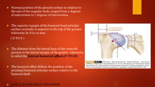  Normal position of the glenoid surface in relation to
the axis of the scapular body ranged from 2 degrees
of anteversion to 7 degrees of retroversion.
 The superior margin of the humeral head articular
surface normally is superior to the top of the greater
tuberosity by 8 to 10 mm .
( D TO E )
 The distance from the lateral base of the coracoid
process to the lateral margin of the greater tuberosity
is called the lateral humeral offset.(F TO H)
 The humeral offset defines the position of the
proximal humeral articular surface relative to the
humeral shaft.
 B TO C IS THE HEAD THICKNESS
 