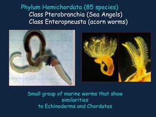 Phylum Hemichordata (85 species)
Class Pterobranchia (Sea Angels)
Class Enteropneusta (acorn worms)
Small group of marine worms that show
similarities
to Echinoderms and Chordates
 
