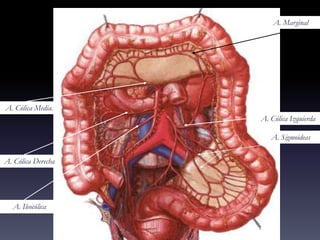 A. Cólica Media.
A. Cólica Derecha
A. Ileocólica
A. Cólica Izquierda
A. Sigmoideas
A. Marginal
 
