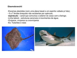 Elasmobranchii

-Escamas placóides (com uma placa basal e um espinho voltado p/ trás);
- 5 a 7 fendas braquiais não recobertas por opérculo;
-espiráculo – canal que comunica o exterior do corpo com a faringe;
-Linha lateral – estruturas sensíveis à movimentos da água;
-Ovíparos, vivíparos ou ovovivíparos
-Ex: Tubarões e raias
 