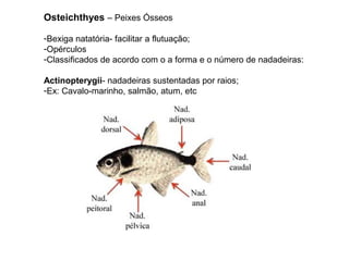 Osteichthyes – Peixes Ósseos

-Bexiga natatória- facilitar a flutuação;
-Opérculos
-Classificados de acordo com o a forma e o número de nadadeiras:

Actinopterygii- nadadeiras sustentadas por raios;
-Ex: Cavalo-marinho, salmão, atum, etc
 
