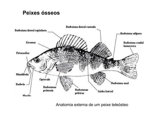 Peixes ósseos

                                                                                 E
                                                                                 s
                                                                                 c
                                                                                 a
                                                                                 m
                                                                                 a
                                                                                 s




                Anatomia externa de um peixe teleósteo
                                                                              
 
