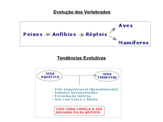 Evolução dos Vertebrados




 Tendências Evolutivas
 