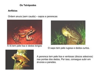 Os Tetrápodes

Anfíbios

Ordem anura (sem cauda) – sapos e pererecas




                                                                                                          




A rã tem pele lisa e dedos longos
                                                         O sapo tem pele rugosa e dedos curtos.
                                                                             
                                                                                       
                                                                                       
                                                                                       



                                               A perereca tem pele lisa e ventosas (discos adesivos)
                                               nas pontas dos dedos. Por isso, consegue subir em
                                                                
                                               árvores e paredes.
                                                                
 