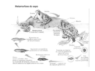 Metamorfose do sapo
 