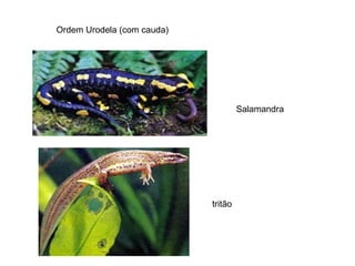 Ordem Urodela (com cauda)




                                     Salamandra




                            tritão
 