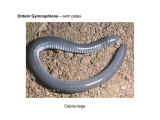 Ordem Gymnophiona – sem patas




                     Cabra-cega
 