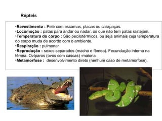 Répteis

•Revestimento : Pele com escamas, placas ou carapaças.
•Locomoção : patas para andar ou nadar, os que não tem patas rastejam.
•Temperatura do corpo : São pecilotérmicos, ou seja animais cuja temperatura
do corpo muda de acordo com o ambiente.
•Respiração : pulmonar
•Reprodução : sexos separados (macho e fêmea). Fecundação interna na
fêmea. Ovíparos (ovos com cascas) -maioria
•Metamorfose : desenvolvimento direto (nenhum caso de metamorfose).
 