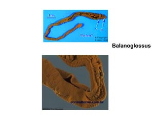 Balanoglossus
 