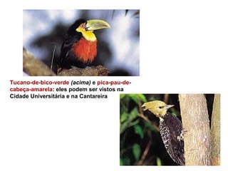 Tucano-de-bico-verde (acima) e pica-pau-de-
cabeça-amarela: eles podem ser vistos na
Cidade Universitária e na Cantareira
 