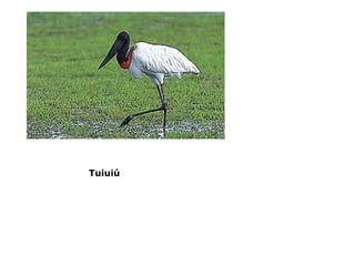 Tuiuiú
 
