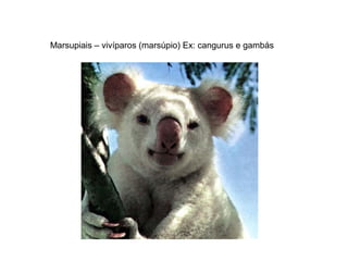 Marsupiais – vivíparos (marsúpio) Ex: cangurus e gambás
 