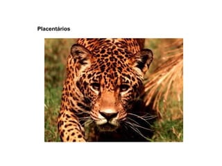 Placentários
 
