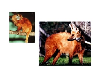 Hemicordados, protocordados e cordados[2]