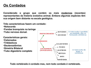 Os Cordados

Considerado o grupo que contém os mais modernos (recentes)
representantes da história evolutiva animal. Embora algumas espécies têm
sua origem bem distante na escala geológica.

Três características fazem um cordado:
•Notocorda
•Fendas branquiais na laringe
•Tubo nervoso dorsal.

Características gerais:
•Celomados
•Triblásticos
•Deuterostômios
•Simetria Bilateral
•Tubo digestório completo




     Todo vertebrado é cordado mas, nem todo cordado é vertebrado.
 