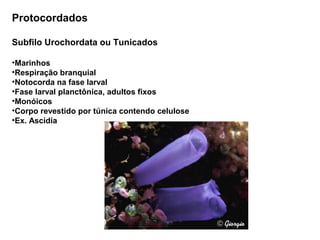 Protocordados

Subfilo Urochordata ou Tunicados

•Marinhos
•Respiração branquial
•Notocorda na fase larval
•Fase larval planctônica, adultos fixos
•Monóicos
•Corpo revestido por túnica contendo celulose
•Ex. Ascídia
 