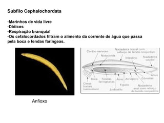 Subfilo Cephalochordata

-Marinhos de vida livre
-Dióicos
-Respiração branquial
-Os cefalocordados filtram o alimento da corrente de água que passa
pela boca e fendas faríngeas.




            Anfioxo
 