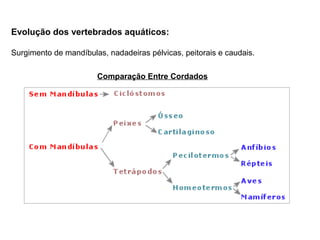 Evolução dos vertebrados aquáticos:

Surgimento de mandíbulas, nadadeiras pélvicas, peitorais e caudais.

                       Comparação Entre Cordados
 