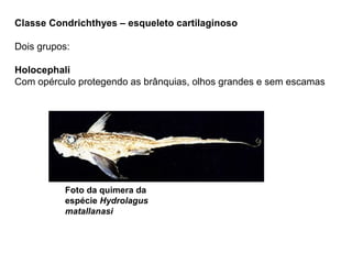 Classe Condrichthyes – esqueleto cartilaginoso

Dois grupos:

Holocephali
Com opérculo protegendo as brânquias, olhos grandes e sem escamas




          Foto da quimera da
          espécie Hydrolagus
          matallanasi
 