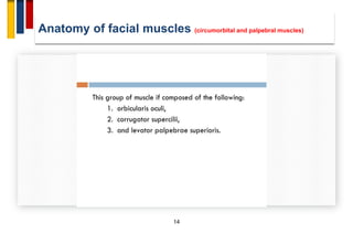 Anatomy of facial muscles (circumorbital and palpebral muscles)
14
 