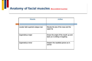 21
Anatomy of facial muscles (Buccolabial muscles)
 