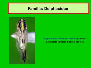 Familia: Delphacidae  Tagosodes cubanus  (Crawford)-   Arroz- Se reporta tambien Sobre cocotero 