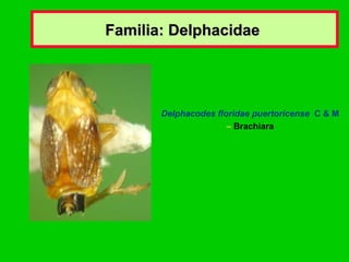 Familia: Delphacidae  Delphacodes floridae puertoricense  C & M –  Brachiara 