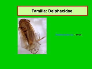 Familia: Delphacidae  Delphacodes  sp.  -  arroz   
