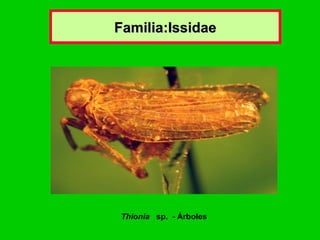 Familia:Issidae Thionia   sp.  - Árboles 