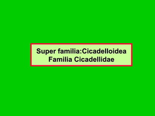 Super familia:Cicadelloidea Familia Cicadellidae 