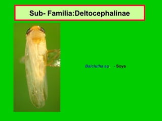 Sub- Familia:Deltocephalinae Balclutha  sp .  -  Soya   