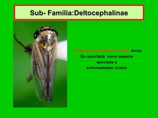 Sub- Familia:Deltocephalinae Exitianus obscurinervis  (Stal).   Arroz Es reportada  como especie  asociada a  enfermedades virales   