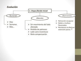 Evolución
1. Etapa flácida inicial
Duración
 Días
 Semanas
 Más…
Afección
 Sin movimiento del lado
afectado
 Pérdida de patrones
 Lado sano inconcluso
 Mala compensación
Observaciones
 Retracción escapular
 Dedos y muñeca
flexionados
 Resistencia al efectuar
extensión pasiva
 