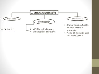 2. Etapa de espasticidad
Desarrollo
 Lento
Predilección
 M.S: Músculos flexores
 M.I: Músculos extensores
Observaciones
 Brazo y mano en flexión,
rotación interna y
pronación
 Pierna en extensión y pie
con flexión plantar
 