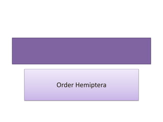 Order Hemiptera
 
