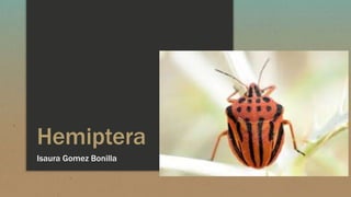 Hemiptera
Isaura Gomez Bonilla
 