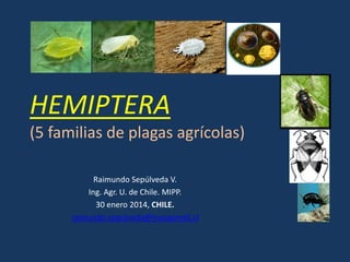 HEMIPTERA
(5 familias de plagas agrícolas)
Raimundo Sepúlveda V.
Ing. Agr. U. de Chile. MIPP.
30 enero 2014, CHILE.
raimundo.sepulveda@inacapmail.cl

 