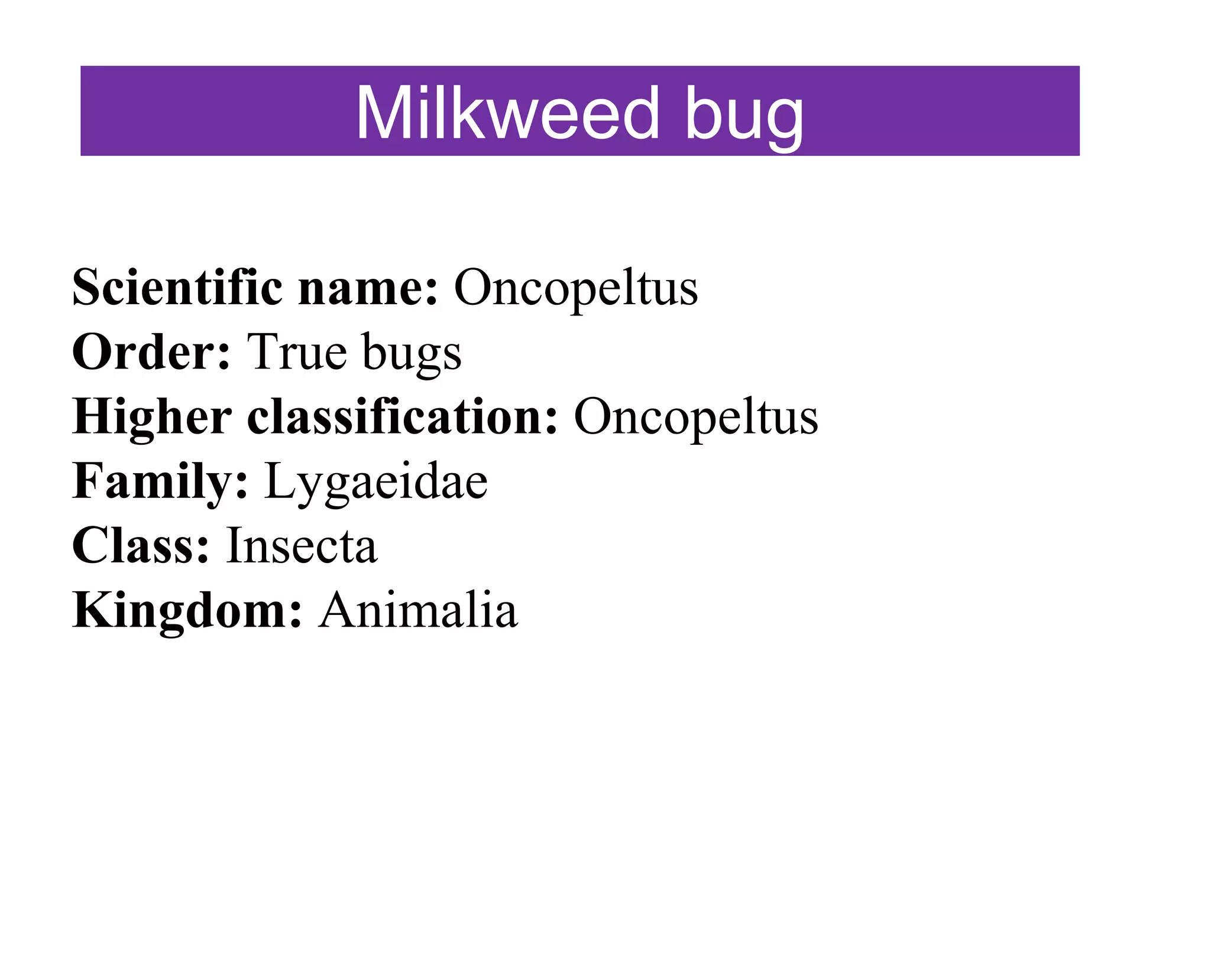 Order hemiptera True bugs | PPTX