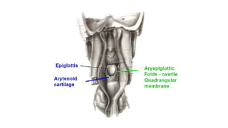 HEMISECTION OF HEAD AND NECK WITH CLINICAL ANATOMY.pptx