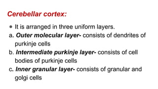 Cortex Uniform TRANSECTION OF THE SPINAL CORD 1 FINAL BY DR K AMBAREESHA | PPTX