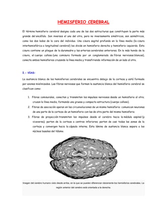 HEMISFERIO CEREBRAL

El término hemisferio cerebral designa cada una de las dos estructuras que constituyen la parte más
grande del encéfalo. Son inversos el uno del otro, pero no inversamente simétricos, son asimétricos,
como los dos lados de la cara del individuo. Una cisura sagital profunda en la línea media (la cisura
interhemisférica o longitudinal cerebral) los divide en hemisferio derecho y hemisferio izquierdo. Esta
cisura contiene un pliegue de la duramadre y las arterias cerebrales anteriores. En lo más hondo de la
cisura, el cuerpo calloso (una comisura formada por un conglomerado de fibras nerviosas blancas),
conecta ambos hemisferios cruzando la línea media y transfiriendo información de un lado al otro.




I.- VIAS:

La sustancia blanca de los hemisferios cerebrales se encuentra debajo de la corteza y está formada
por axones mielinizados. Las fibras nerviosas que forman la sustancia blanca del hemisferio cerebral se
clasifican como:


     1. Fibras comisurales, conectan y transmiten los impulsos nerviosos desde un hemisferio al otro;
         cruzan la línea media, formando una gruesa y compacta estructura (cuerpo calloso).

     2. Fibras de asociación operan en las circunvoluciones de un mismo hemisferio: comunican neuronas
         de una parte de la corteza de un hemisferio con las de otra parte del mismo hemisferio.

     3. Fibras de proyección transmiten los impulsos desde el cerebro hacia la médula espinal (y
         viceversa); parten de la corteza a centros inferiores; parten de casi todas las zonas de la
         corteza y convergen hacia la cápsula interna. Esta lámina de sustancia blanca separa a los
         núcleos basales del tálamo.




Imagen del cerebro humano visto desde arriba, en la que se pueden diferenciar claramente los hemisferios cerebrales. La
                                región anterior del cerebro está orientada a la derecha.
 