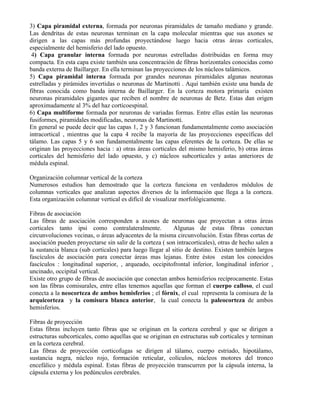 3) Capa piramidal externa, formada por neuronas piramidales de tamaño mediano y grande.
Las dendritas de estas neuronas terminan en la capa molecular mientras que sus axones se
dirigen a las capas más profundas proyectándose luego hacia otras áreas corticales,
especialmente del hemisferio del lado opuesto.
4) Capa granular interna formada por neuronas estrelladas distribuidas en forma muy
compacta. En esta capa existe también una concentración de fibras horizontales conocidas como
banda externa de Baillarger. En ella terminan las proyecciones de los núcleos talámicos.
5) Capa piramidal interna formada por grandes neuronas piramidales algunas neuronas
estrelladas y pirámides invertidas o neuronas de Martinotti . Aquí también existe una banda de
fibras conocida como banda interna de Baillarger. En la corteza motora primaria existen
neuronas piramidales gigantes que reciben el nombre de neuronas de Betz. Estas dan origen
aproximadamente al 3% del haz corticoespinal.
6) Capa multiforme formada por neuronas de variadas formas. Entre ellas están las neuronas
fusiformes, piramidales modificadas, neuronas de Martinotti.
En general se puede decir que las capas 1, 2 y 3 funcionan fundamentalmente como asociación
intracortical , mientras que la capa 4 recibe la mayoría de las proyecciones específicas del
tálamo. Las capas 5 y 6 son fundamentalmente las capas eferentes de la corteza. De ellas se
originan las proyecciones hacia : a) otras áreas corticales del mismo hemisferio, b) otras áreas
corticales del hemisferio del lado opuesto, y c) núcleos subcorticales y astas anteriores de
médula espinal.
Organización columnar vertical de la corteza
Numerosos estudios han demostrado que la corteza funciona en verdaderos módulos de
columnas verticales que analizan aspectos diversos de la información que llega a la corteza.
Esta organización columnar vertical es difícil de visualizar morfológicamente.
Fibras de asociación
Las fibras de asociación corresponden a axones de neuronas que proyectan a otras áreas
corticales tanto ipsi como contralateralmente. Algunas de estas fibras conectan
circunvoluciones vecinas, o áreas adyacentes de la misma circunvolución. Estas fibras cortas de
asociación pueden proyectarse sin salir de la corteza ( son intracorticales), otras de hecho salen a
la sustancia blanca (sub corticales) para luego llegar al sitio de destino. Existen también largos
fascículos de asociación para conectar áreas mas lejanas. Entre éstos estan los conocidos
fascículos : longitudinal superior, , arqueado, occipitofrontal inferior, longitudinal inferior ,
uncinado, occipital vertical.
Existe otro grupo de fibras de asociación que conectan ambos hemisferios recíprocamente. Estas
son las fibras comisurales, entre ellas tenemos aquellas que forman el cuerpo calloso, el cual
conecta a la neocorteza de ambos hemisferios ; el fórnix, el cual representa la comisura de la
arquicorteza y la comisura blanca anterior, la cual conecta la paleocorteza de ambos
hemisferios.
Fibras de proyección
Estas fibras incluyen tanto fibras que se originan en la corteza cerebral y que se dirigen a
estructuras subcorticales, como aquellas que se originan en estructuras sub corticales y terminan
en la corteza cerebral.
Las fibras de proyección corticofugas se dirigen al tálamo, cuerpo estriado, hipotálamo,
sustancia negra, núcleo rojo, formación reticular, colículos, núcleos motores del tronco
encefálico y médula espinal. Estas fibras de proyección transcurren por la cápsula interna, la
cápsula externa y los pedúnculos cerebrales.
 